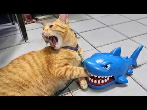 Cats are the Silliest and Most Dramatic on Earth #Video
