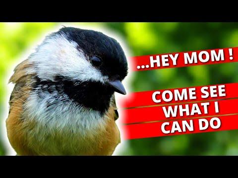 5 Cool & Fascinating Things Chickadees Can Do. Lesley the Bird Nerd #Video