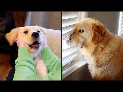 The Best Golden Retriever Videos on the Internet | YOUR Daily Dose of Pets #Video