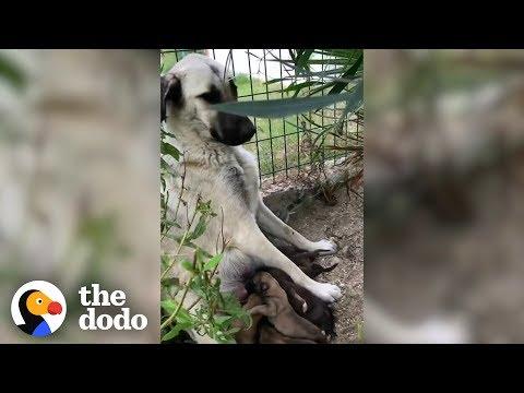 Mama Dog Adopts 8 Puppies After Having 10 of Her Own | The Dodo | The Dodo