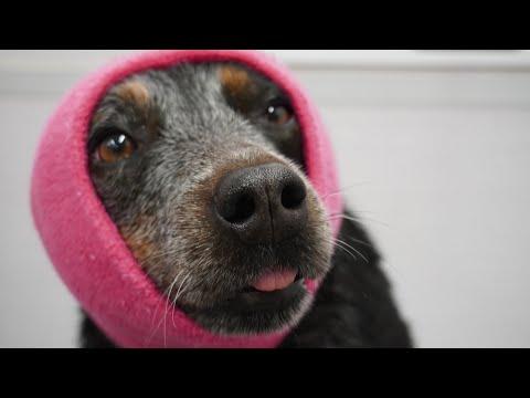 Don't mess with the Australian Cattle Dog #Video