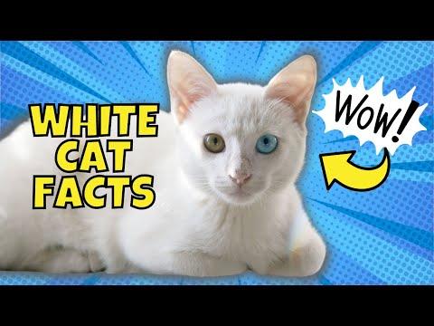 10 Fun Facts About White Cats #Video