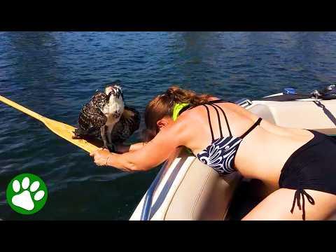 Mom Saves Drowning Osprey From Lake (Gets Injured) #Video