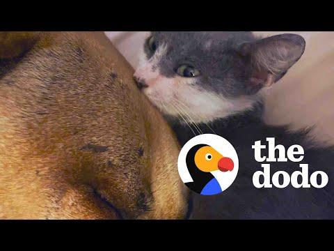 Tiny Orphaned Kitten Decides A Pit Bull's His Mom #Video