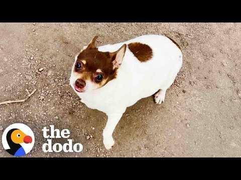 Obese Chihuahua Loses Half Of His Body Weight #Video