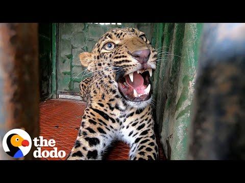 Leopard Stuck In A  50ft Well Saved By Courageous Team #Video