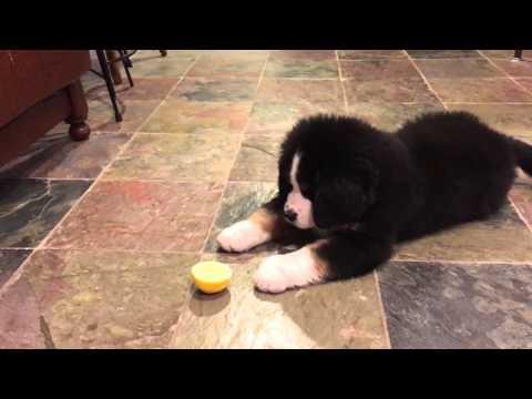 Bernese Mountain Dog Puppy vs Lemon Video