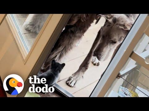 Tiny Chihuahua Scares Giant Great Dane #Video