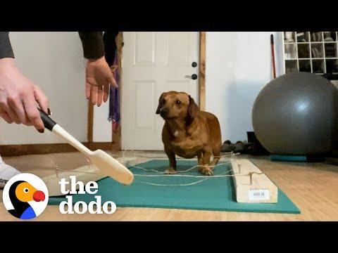 Foster Mom Teaches Dachshund How To Walk Again #Video