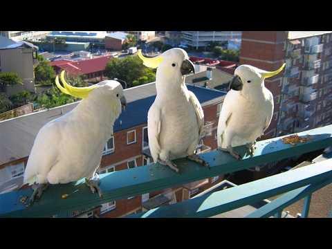 You Will Die Laughing At These Overdramatic Parrots | Funniest Parrots Video