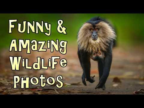 More Funny And Amazing Wildlife Photos #Video