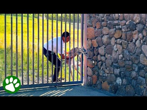 Man overcame his fear to save baby deer #Video
