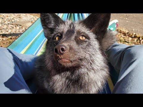 Sly the fox relaxes in a hammock with his human #Video