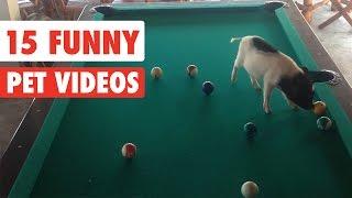 15 Funny Pet | Awesome Videos Compilation 2017