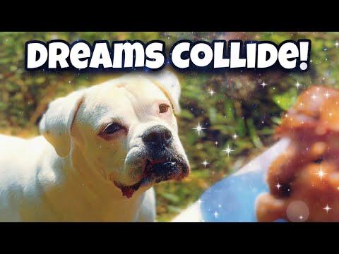 When Dogs Dream Together | (PLUS How I Filmed It!) #Video