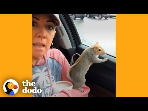 Woman Takes Her Rescue Squirrel Everywhere She Goes Video | The Dodo