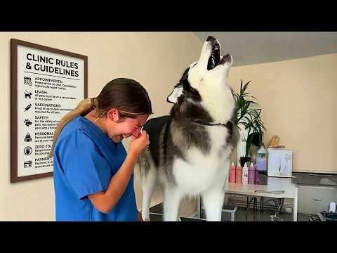 The Most DRAMATIC Huskies of 2026 So Far! #Video