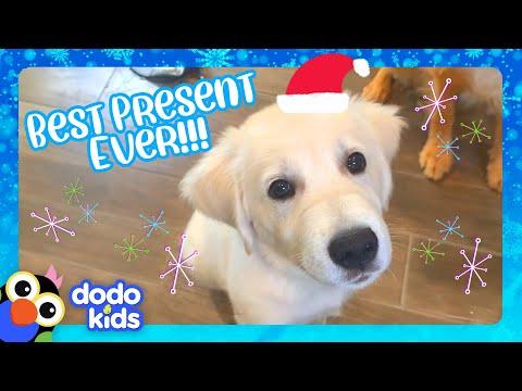 Golden Retriever Gets Best Present Ever: A Baby Brother! | Dodo Kids #Video