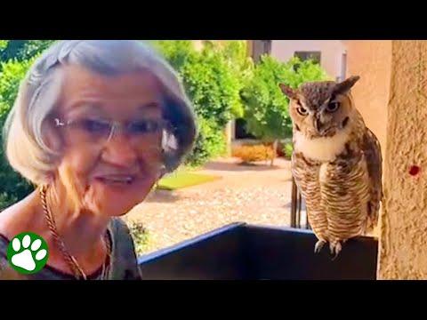 Owl visits grandma every week #Video