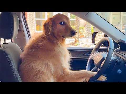 When Your Gentle Golden Retriever Is Actually a Comedian #Video