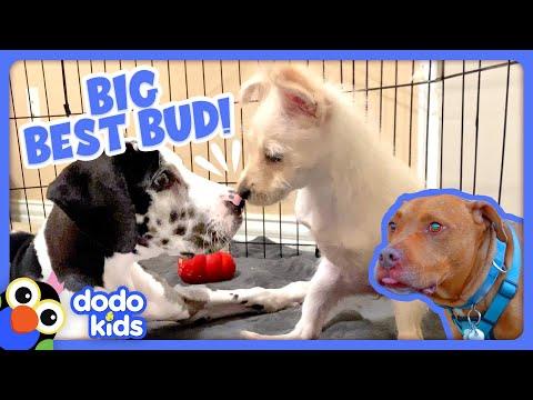 Giant Pups Love Their Teeny, Tiny Pals | Dodo Kids #Video