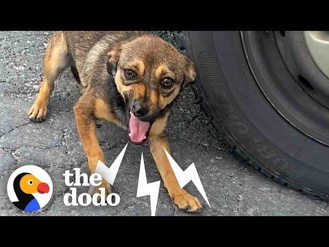 Stray Dog On Busy Street Asks Woman For Help #Video