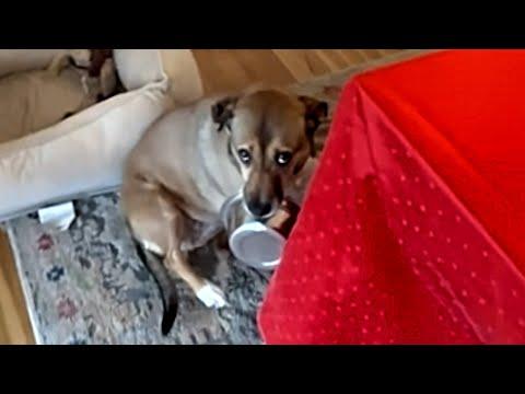 Dog has hilarious reaction to house guest #Video