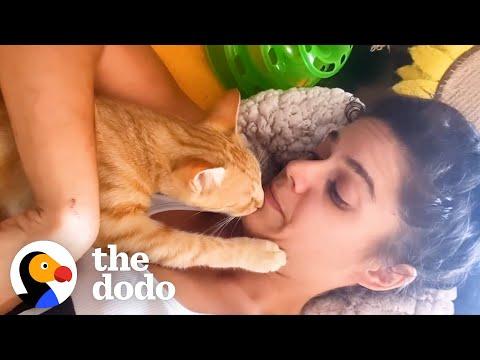 Rescue Kitten Suckles On His Human Mom's Chin #Video