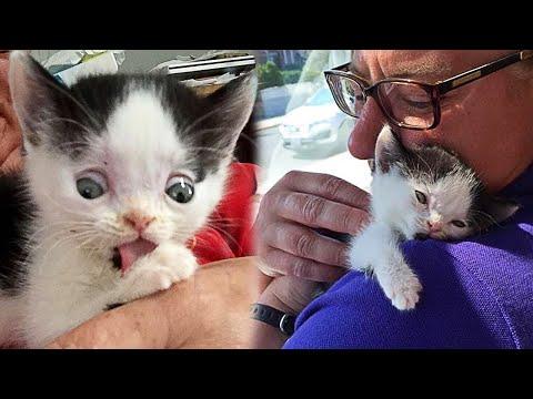 No One Wanted a Special Kitten Until He Met This Woman #Video