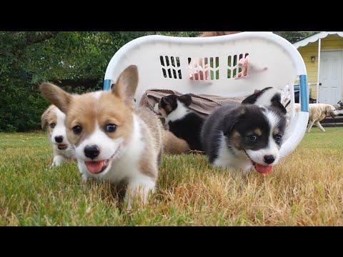 Six Baby Corgi Puppies In Basket