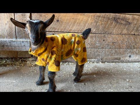 Baby goat pajama party! Sunflower Farm Creamery #Video