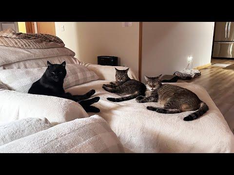 Our Feline Family #Video