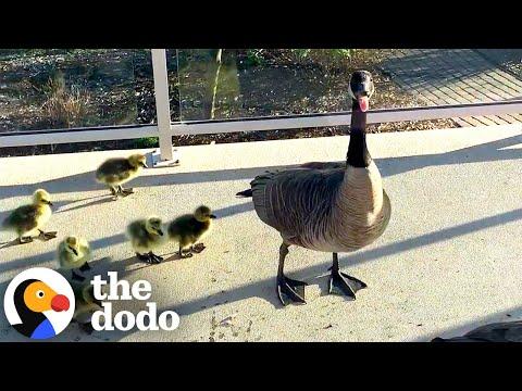 Geese Hide Adorable Secret On Man's Deck #Video