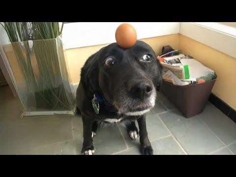 Hilarious Dog Videos Of The Year That Will Make You Laugh To Tears! #Video