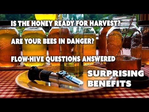 First Flow Hive Extraction Cycle How to remove honey without filtering frame by frame