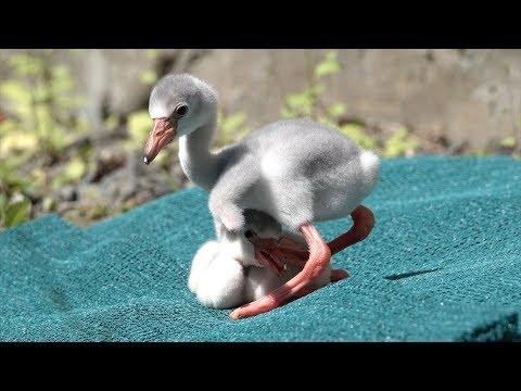 Flamingo Chicks Learn to Walk