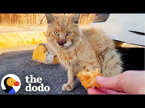 Stray Cat’s Heart Melts for Fried Chicken During Her Rescue Mission #Video