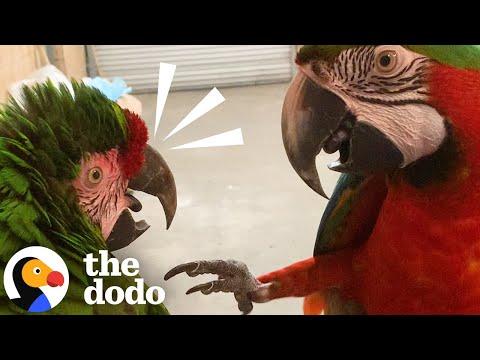 Socially Awkward Rescue Bird Thinks She's A Human #Video