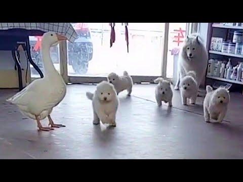 Nanny Goose Loves Dog Friend's Fluffy Puppies Video