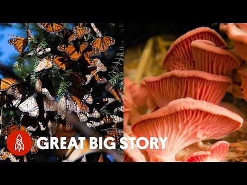 Searching for Beauty Video (and Hidden Treasure) in 4 Forests