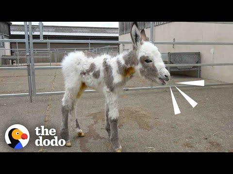 Orphaned Baby Donkey Cried For Days Until He Found A New Mom #Video