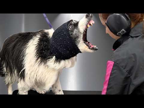 Border Collie vs. The 'Satan Leaf Blower' Groom #Video