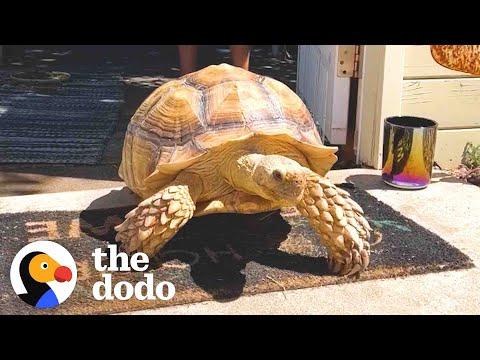 Outgoing Tortoise Asks Strangers For Butt Scratches | The Dodo