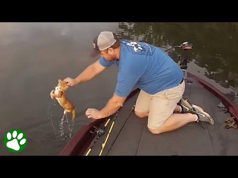 Fisherman catches homeless kittens #Video