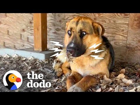 Dog Stuck Under Deck With Porcupine Quills On His Face #Video