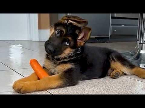 Cute And Funny German Shepherd Puppy #Video