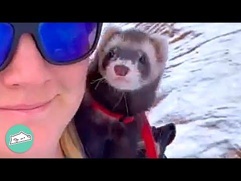 Girl Takes Ferret On Hikes And He Becomes Forever Travelling Companion #Video