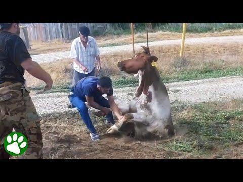 How Did This Happen? Saving a Cow from a Manhole! #Video