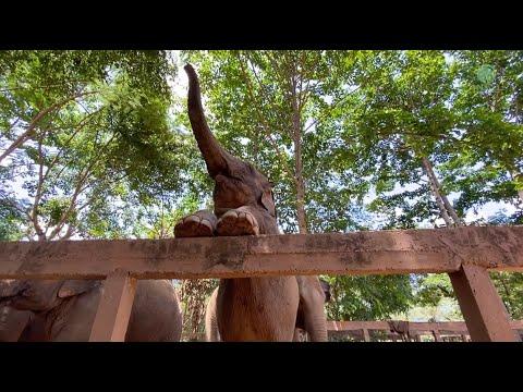 Following Thong Ae The Beautiful Elephant Ambassador In One Day - ElephantNews #Video