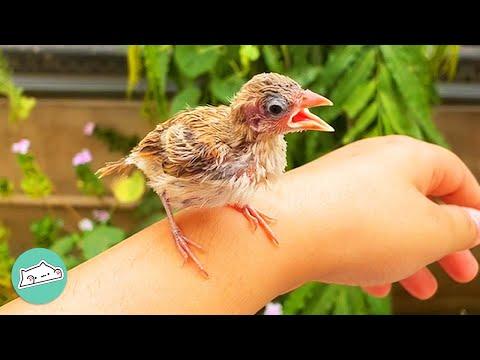 Woman Rescued Abandoned Bird. She Would Not Be Alone Any More #Video